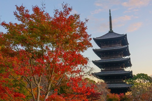 東寺（イメージ）※紅葉の見頃は例年11月中旬～12月上旬