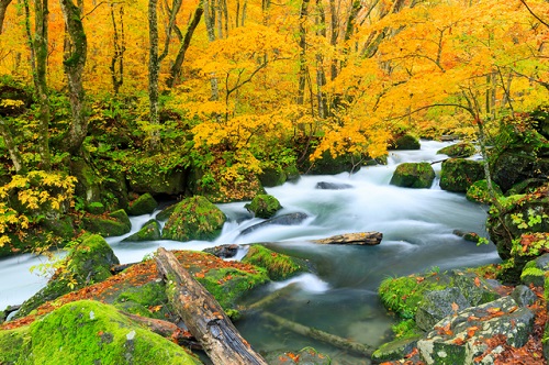 奥入瀬渓流（イメージ）※紅葉の見頃は例年10月中旬～10月下旬