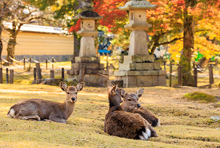 奈良公園（イメージ）