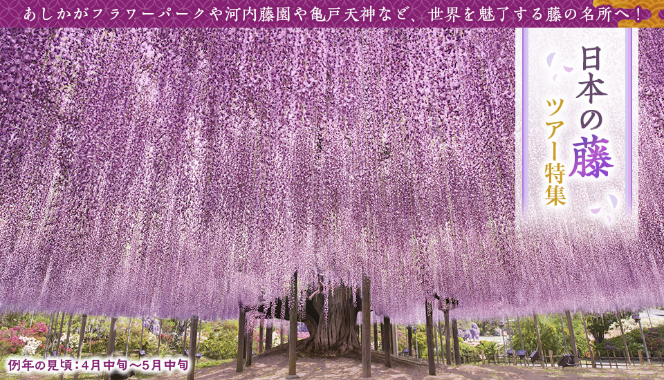 【東京23区発】2024年 バスツアーで行く藤の花ツアー・旅行