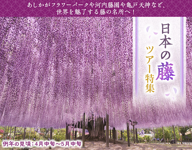 【多摩・西東京発】2024年 藤の花ツアー・旅行