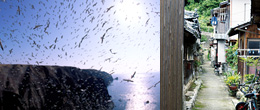 左：天売島・飛来するウトウ（イメージ） 右：新居大島の路地（イメージ）