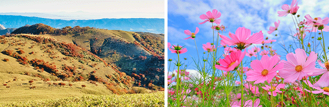 左：「赤い羊」と呼ばれる竜ヶ岳の紅葉（イメージ）※紅葉の見頃は例年10月上旬～11月上旬／右：「なばなの里」で季節の花を鑑賞（イメージ）※コスモスの見頃は例年9月下旬～11月上旬、ダリアの見頃は例年10月上旬～11月下旬