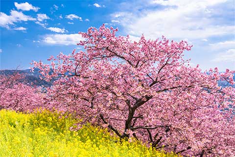 第7回　松田山で楽しむ、早咲きの桜・河津桜と菜の花の競演