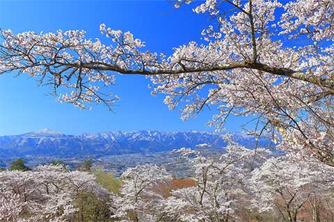 第8回　関東の吉野山と呼ばれる蓑山で山一面の桜を満喫