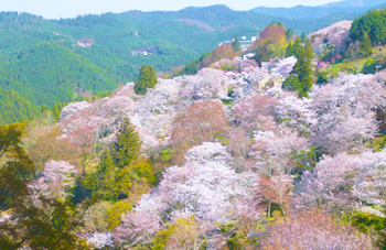 吉野山 奈良県 花見で一杯 0 16 桜開花予想 Naver まとめ