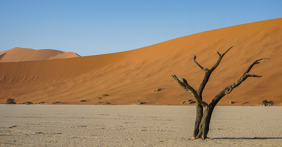 ナミブ砂漠のデッドフレイ（イメージ）