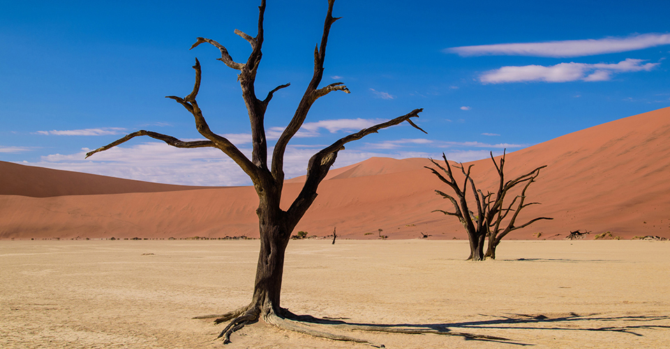 デッドフレイ（イメージ）