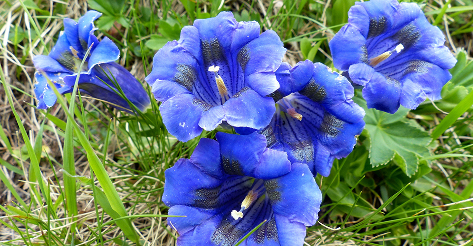 スイスの高山植物・エンツィアン（イメージ）