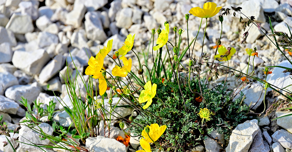 イエローポピー（イメージ）