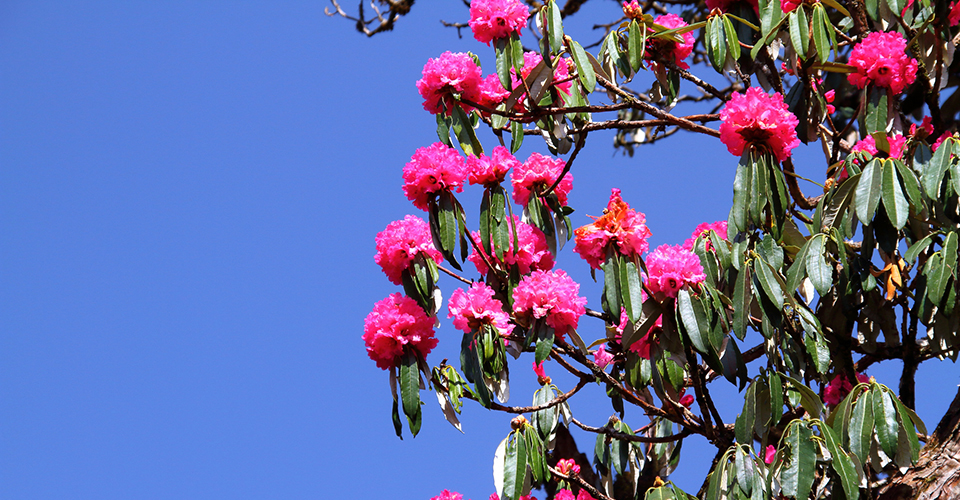 ヒマラヤ山脈のシャクナゲ（イメージ）