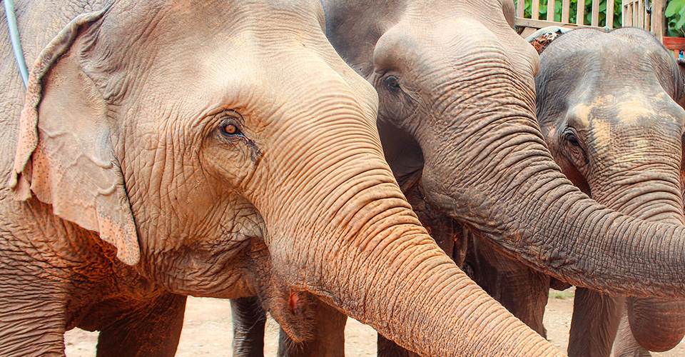 エレファント・ビレッジ／ルアンプラバン（イメージ）