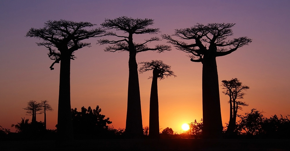 バオバブの並木道の夕景（イメージ）