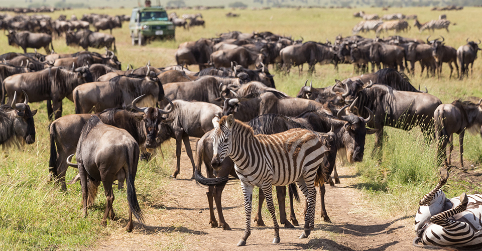 セレンゲティ国立公園（イメージ）