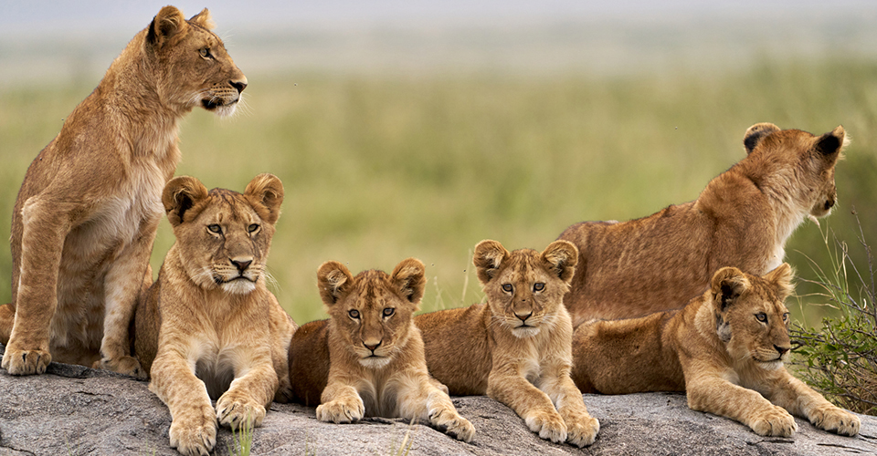 コピエの上でくつろぐライオンの親子（イメージ）