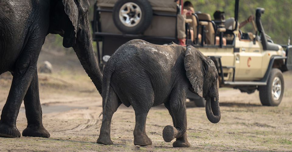 ゲームドライブ（イメージ）