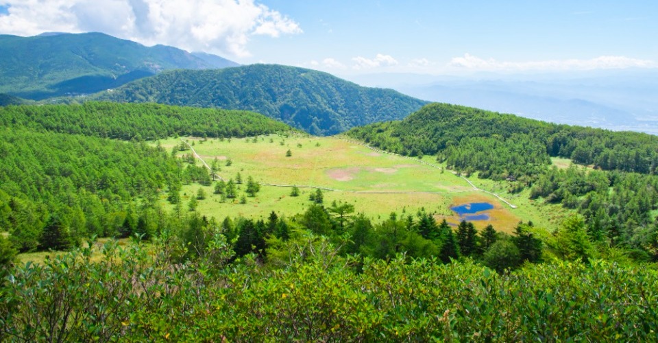 ヤナギランが咲く夏の池の平湿原（イメージ）