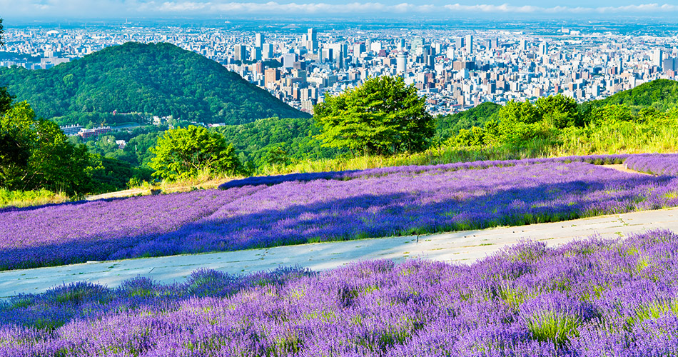 幌見峠ラベンダー園（旭山記念公園）（イメージ）