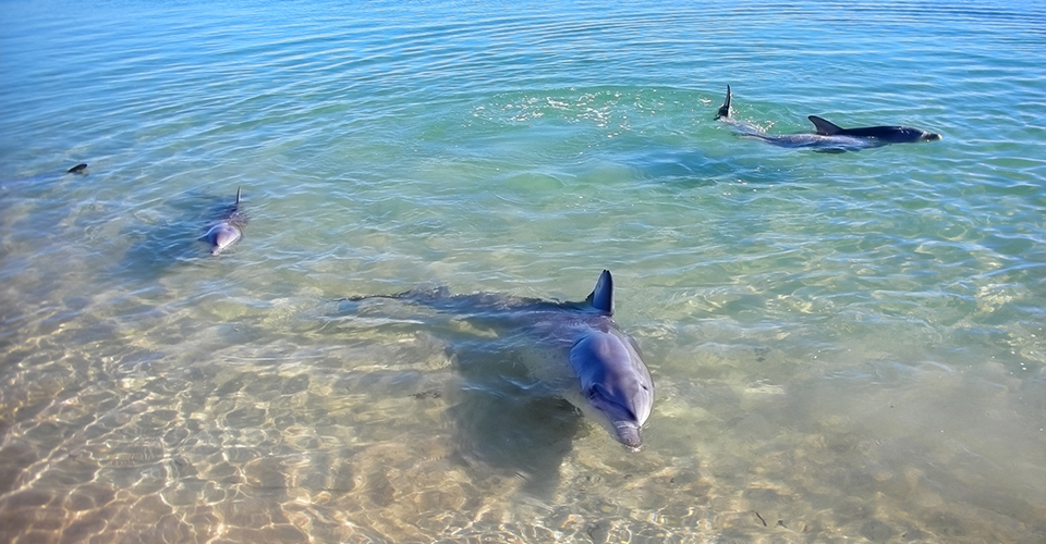 シャーク湾／モンキーマイア（イメージ）