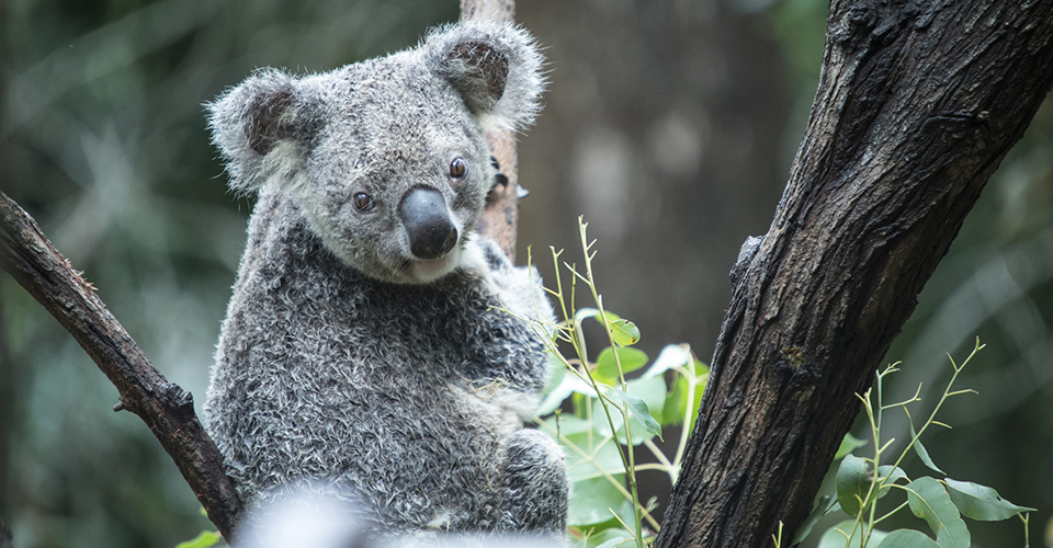 カランビン自然動物公園（イメージ）