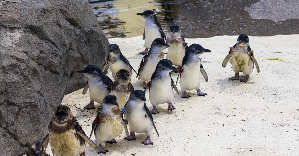 フィリップ島（イメージ）