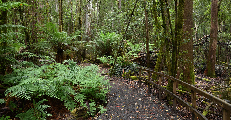 タスマニア原生地域（イメージ）