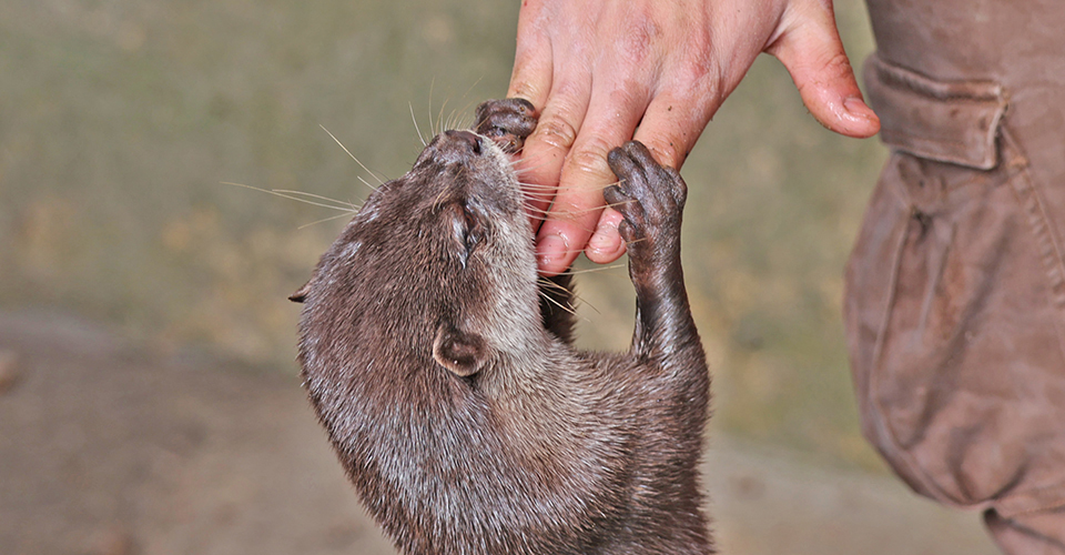 長崎バイオパーク(イメージ)
