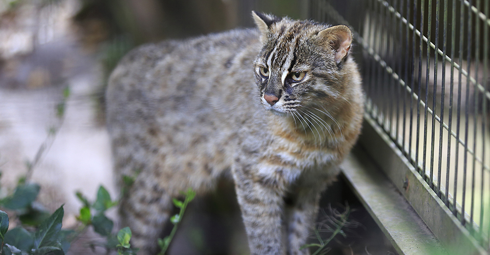 ツシマヤマネコ(イメージ)