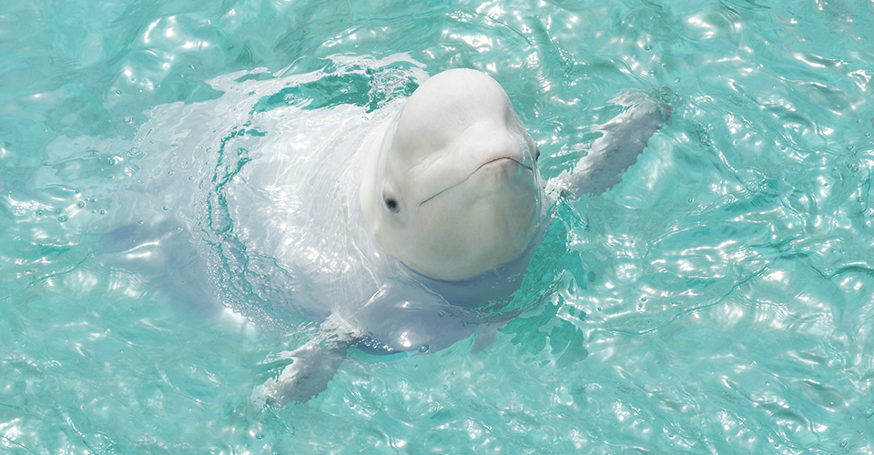 横浜・八景島シーパラダイス　シロイルカ(イメージ)