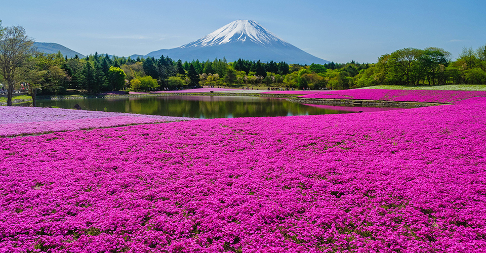 富士芝桜まつり(イメージ)