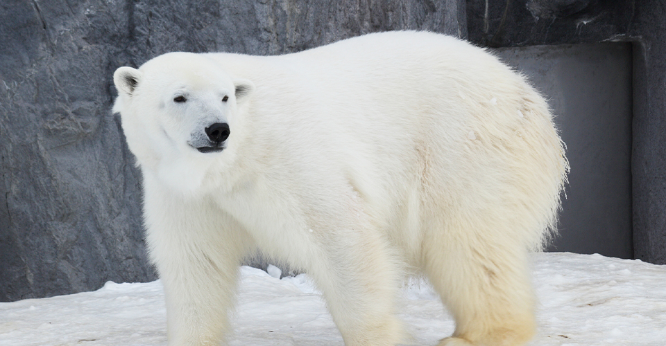 旭山動物園のホッキョクグマ(イメージ)