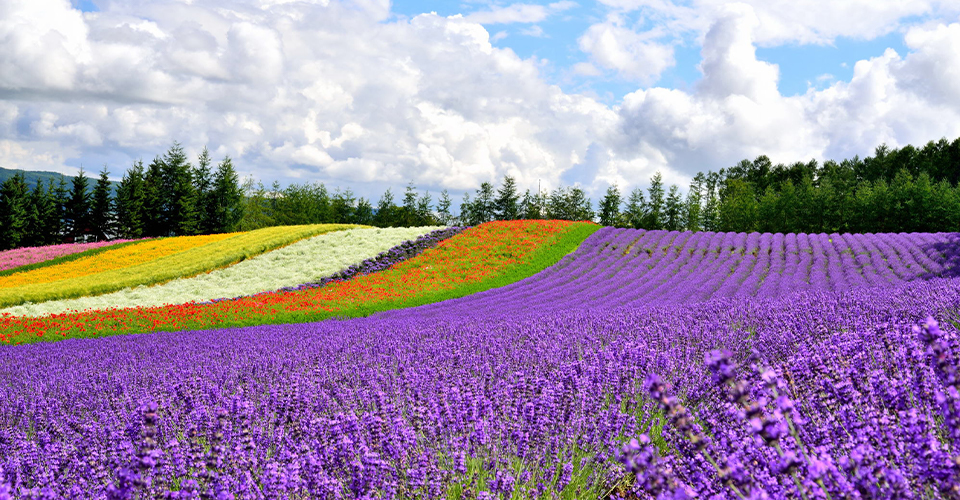 ファーム富田(イメージ)