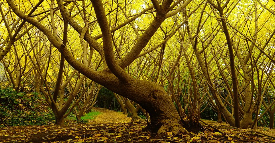 垂水千本イチョウ(イメージ)