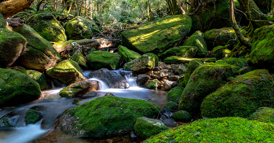 白谷雲水峡(イメージ)