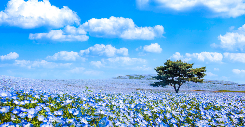 国営ひたち海浜公園・ネモフィラ(イメージ)