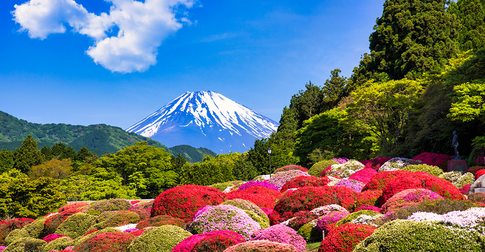 山のホテル・ツツジ(イメージ)