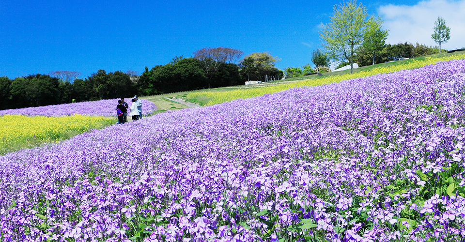 あわじ花さじき(イメージ)