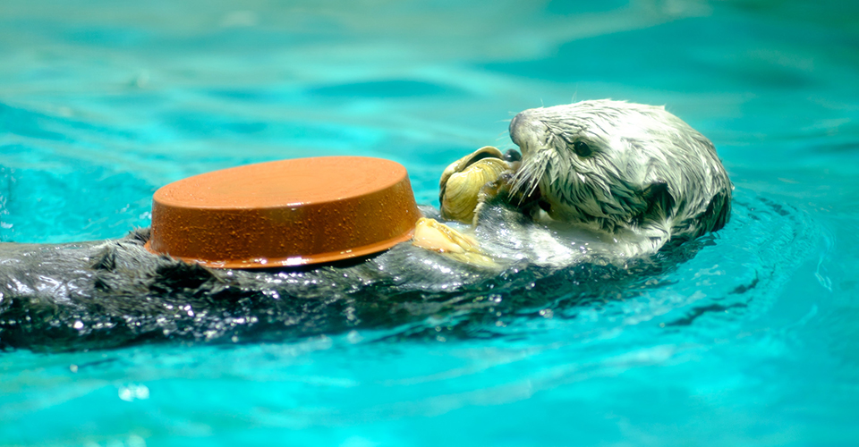 鳥羽水族館(イメージ)