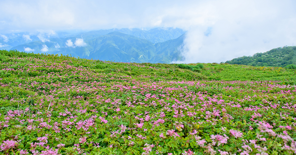 伊吹山のシモツケソウ群落（イメージ）