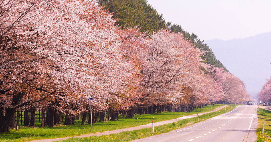 二十間道路桜並木（イメージ）