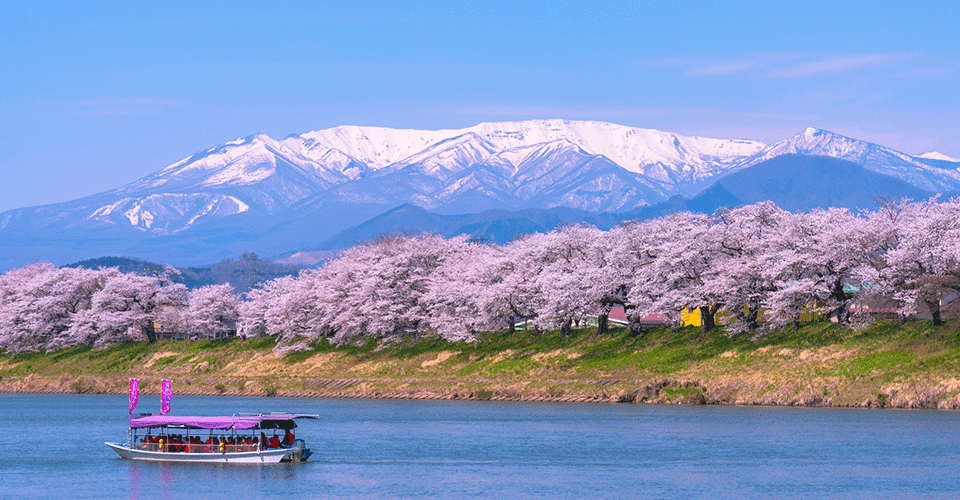 白石川堤一目千本桜（イメージ）