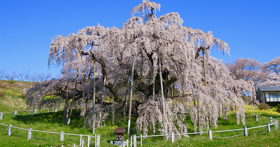 三春滝桜（イメージ）