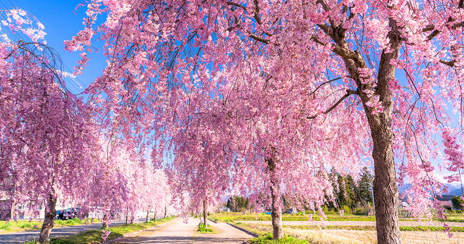 日中線しだれ桜並木（イメージ）