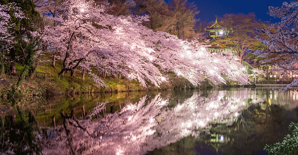 ライトアップされた高田城址公園（イメージ）