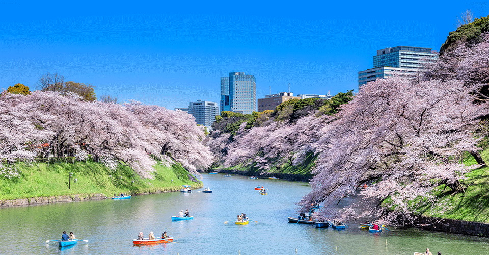 千鳥ヶ淵（イメージ）