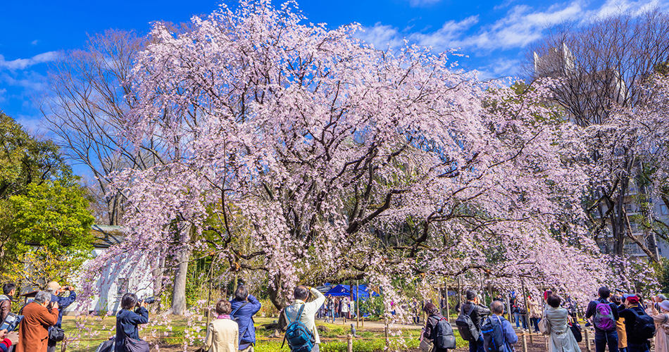 六義園（イメージ）