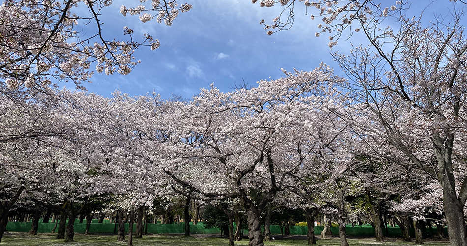 代々木公園（イメージ）