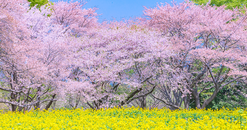 国営昭和記念公園（イメージ）