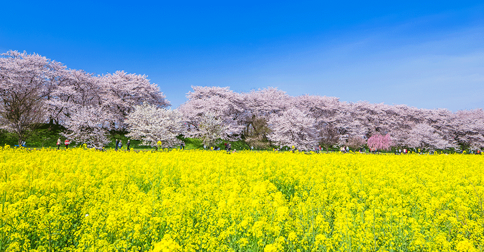 幸手権現堂桜堤（イメージ）