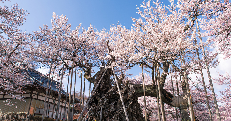 山高神代桜（イメージ）